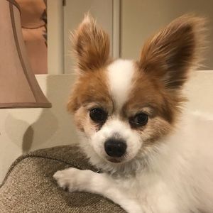 Meet your Posher, Annie